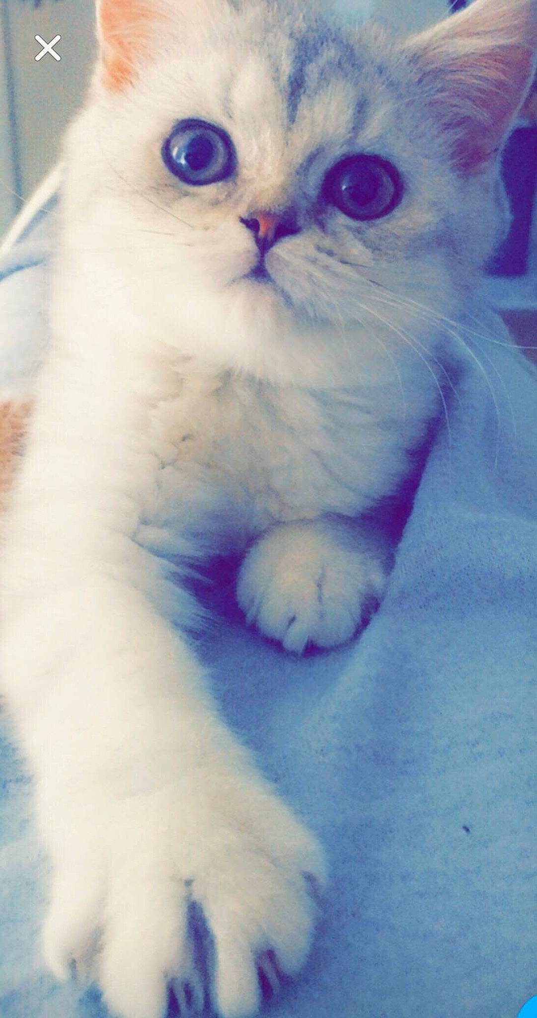 Mia a rejoint le concours — aidez-le/la à gagner de superbes lots ! british_longhair, british_semi_longhair, carnivore, cat, eye, felidae, fur, kitten, mammal, nose, ojos_azules, paw, persian, ragdoll, scottish_fold, small_to_medium_sized_cats, snout, turkish_angora, turkish_van, whiskers