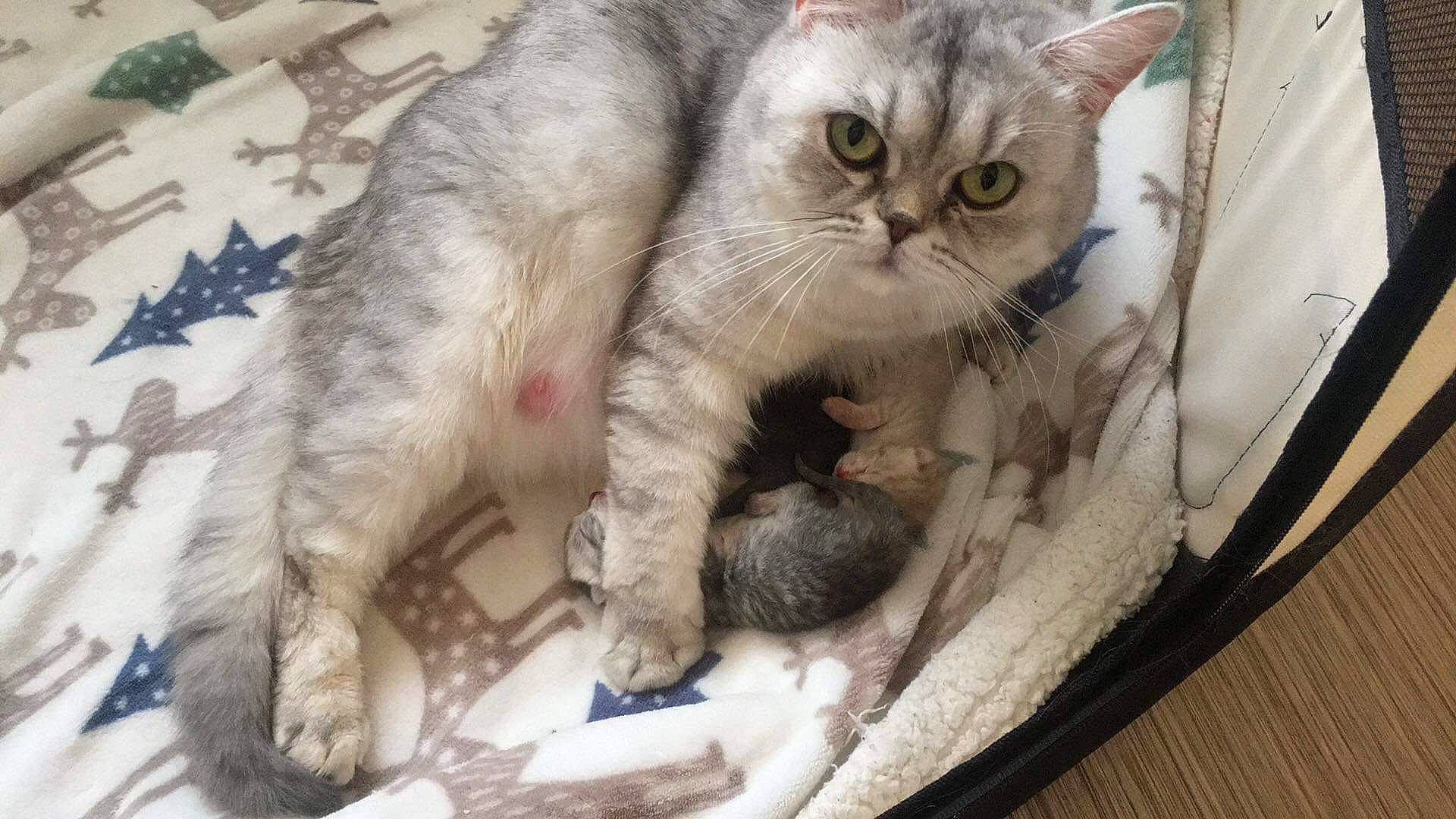 Mia participe au concours pour gagner de l'argent avec cette photo : carnivore, cat, cat_supply, claw, comfort, domestic_short_haired_cat, fawn, felidae, fur, paw, pet_supply, small_to_medium_sized_cats, whiskers