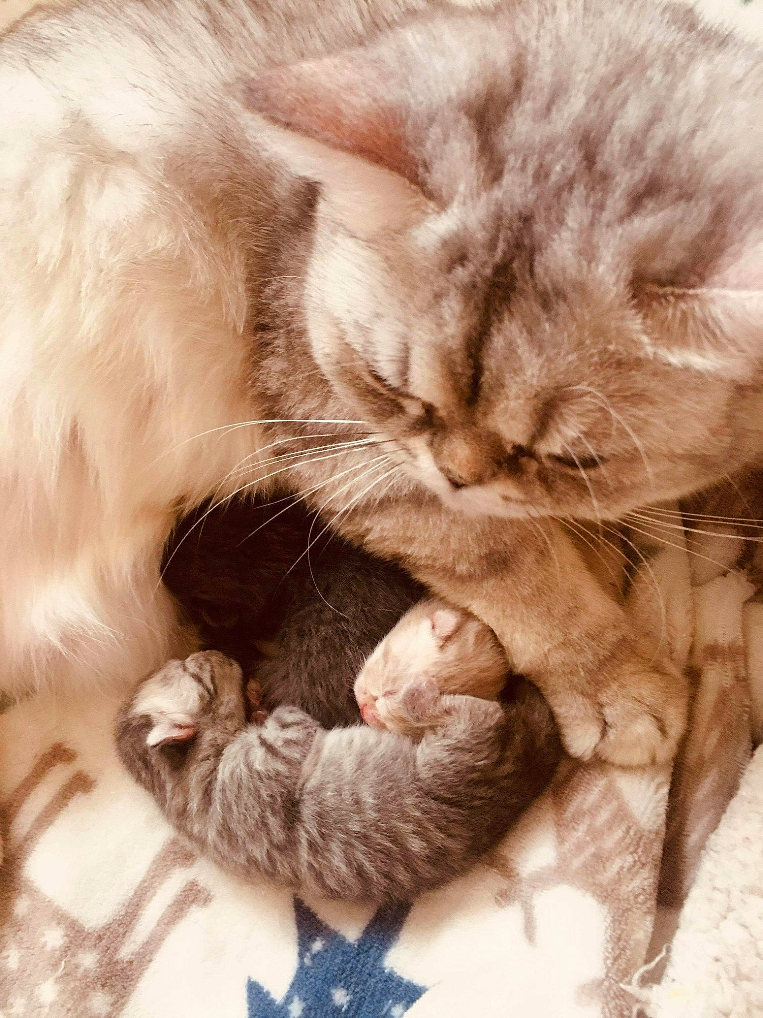 Mia a rejoint le concours — aidez-le/la à gagner de superbes lots ! carnivore, cat, claw, comfort, companion_dog, domestic_short_haired_cat, ear, fawn, felidae, fur, gesture, nap, nose, paw, sleep, small_to_medium_sized_cats, snout, tail, textile, whiskers