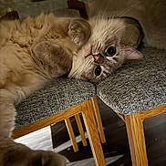 Ben is registered to the contest to win money with this photo: cat, fluffy, upside_down, chair, wooden_chair, cushion, indoor, pet, fur, paw, relaxed, curious, nose, whiskers, close_up, feline, cute, domestic_animal, cozy, floor