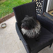 Maya participe au concours pour gagner de l'argent avec cette photo : animal, black_and_gray, black_cushion, canine, companion, daylight, dog, furniture, garden, green_grass, home, outdoor, patio, pet, relaxing, seat, shaggy_fur, tiled_floor, water_bowl, wicker_chair