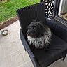 animal, black_and_gray, black_cushion, canine, companion, daylight, dog, furniture, garden, green_grass, home, outdoor, patio, pet, relaxing, seat, shaggy_fur, tiled_floor, water_bowl, wicker_chair