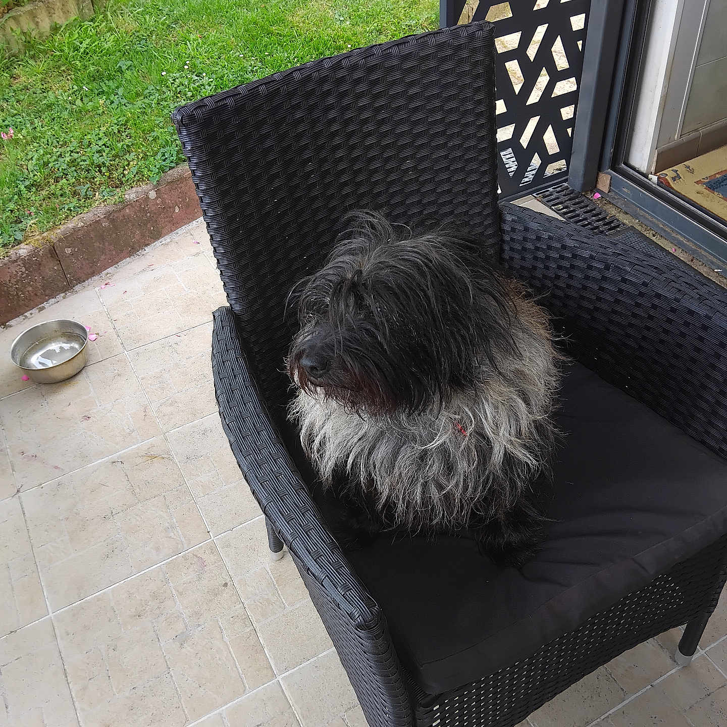 Maya participe au concours pour gagner de l'argent avec cette photo : animal, black_and_gray, black_cushion, canine, companion, daylight, dog, furniture, garden, green_grass, home, outdoor, patio, pet, relaxing, seat, shaggy_fur, tiled_floor, water_bowl, wicker_chair