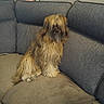 animal, brown, couch, cozy, cushion, decor, dog, figurine, furniture, gray, home_interior, indoor, long_hair, owl_figurine, pet, relaxed, shaggy_fur, sitting, sofa, wallpaper