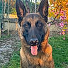 Horus participe au concours pour gagner de l'argent avec cette photo : dog, german_shepherd, animal, pet, tongue_out, ears_up, outdoor, garden, grass, flower, tree, spring, sunlight, nature, canine, portrait, brown_fur, black_mask, sitting, happy