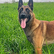 Horus participe au concours pour gagner de l'argent avec cette photo : dog, belgian_malinois, grass, field, outdoor, animal, pet, tongue_out, ears_up, canine, nature, portrait, mammal, fur, happy, alert, eyes, nose, standing, sky