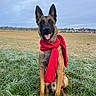 Horus a rejoint le concours — aidez-le/la à gagner de superbes lots ! dog, german_shepherd, scarf, red_scarf, grass, field, outdoor, nature, frost, winter, pet, canine, animal, sitting, portrait, happy, tongue_out, ears_up, sky, cloudy