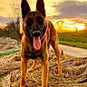 dog, belgian_malinois, animal, pet, outdoor, sunset, nature, hay, grass, road, sky, ears, tongue, muzzle, portrait, happy, standing, field, backlit, canine