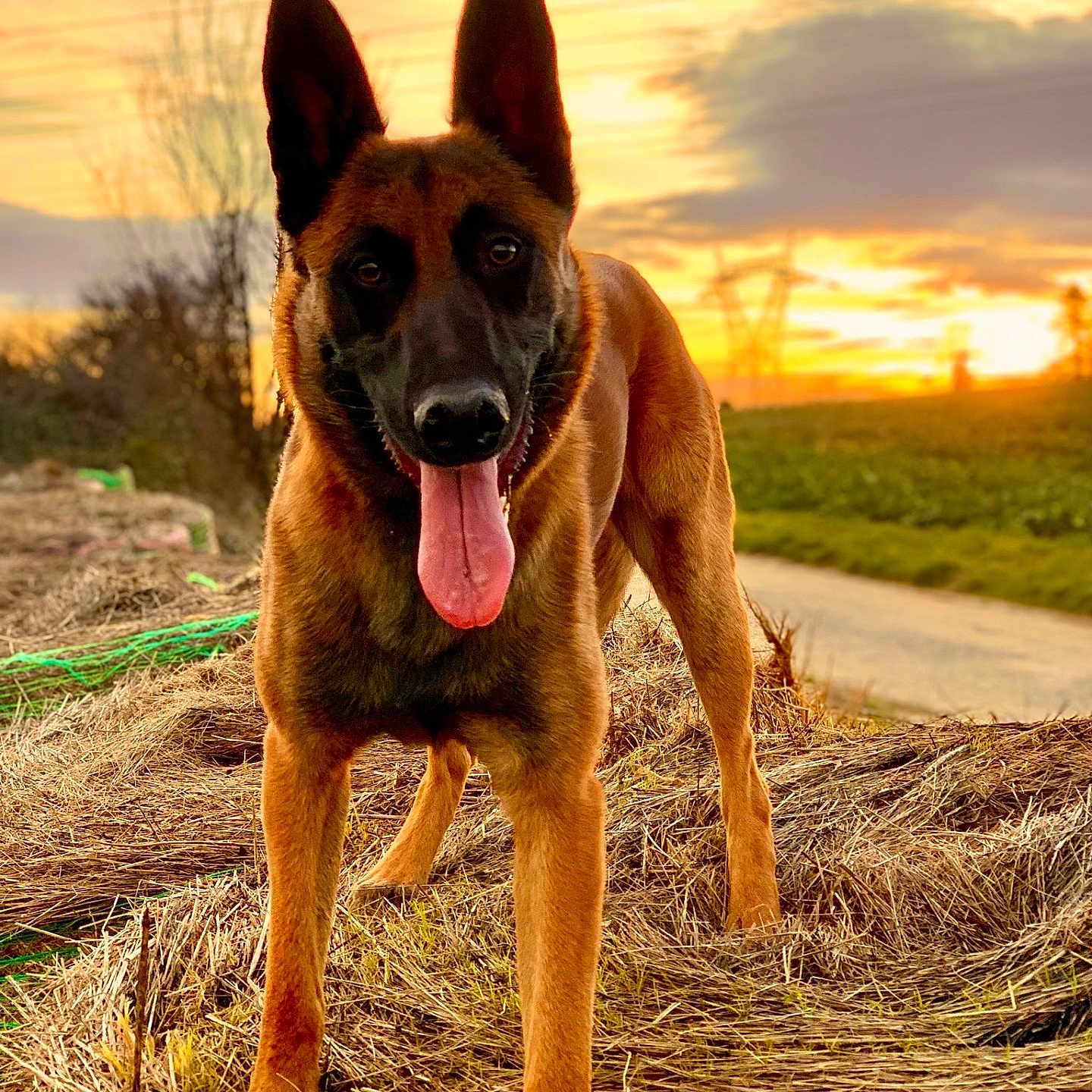 Horus a rejoint le concours — aidez-le/la à gagner de superbes lots ! dog, belgian_malinois, animal, pet, outdoor, sunset, nature, hay, grass, road, sky, ears, tongue, muzzle, portrait, happy, standing, field, backlit, canine