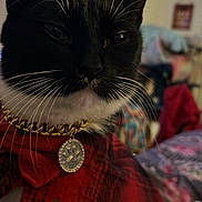 Tynee is registered to the contest to win money with this photo: cat, black_and_white, close_up, gold_chain, medallion, red_scarf, plaid, whiskers, indoor, pet, feline, collar, portrait, animal, fur, face, domestic_cat, accessory, cute, fluffy