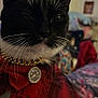 cat, black_and_white, close_up, gold_chain, medallion, red_scarf, plaid, whiskers, indoor, pet, feline, collar, portrait, animal, fur, face, domestic_cat, accessory, cute, fluffy