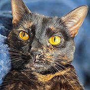 Rocky joined the competition — help win amazing prizes! cat, tortoiseshell, close_up, portrait, yellow_eyes, whiskers, fur, pet, animal, cozy, blue_blanket, soft_texture, indoor, cute, feline, face, ears, nose, relaxed, domestic_cat