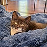 kitten, cat, black_and_white, yellow_eyes, fluffy_blanket, blue_blanket, cozy, indoor, pet, animal, whiskers, fur, cute, resting, looking_up, soft_texture, domestic_cat, young_cat, feline, close_up