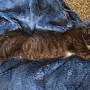 Loki joined the competition — help win amazing prizes! cat, sleeping, black_and_white, fluffy_blanket, cozy, indoor, pet, animal, relaxation, fur, claws, whiskers, stretched_out, resting, soft_texture, carpet, cage, paw, cute, domestic_cat