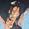 kitten, cat, pet, animal, sunlight, car_interior, floor, shoes, jeans, curious, black_and_white_cat, paws, feline, young_cat, indoor, looking_up, shadow, casual, cute, companion