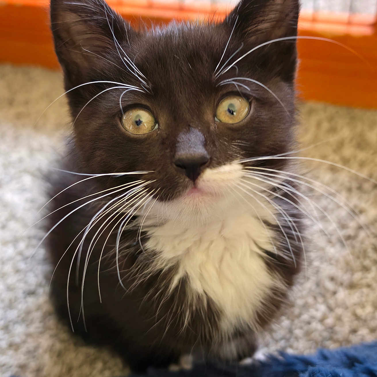 Loki