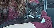 Loki is registered to the contest to win money with this photo: cat, kitten, black_and_white, whiskers, person, arm, hair, long_hair, sweater, maroon, indoor, car, seat, window, casual, relaxed, cute, pet, animal, closeup