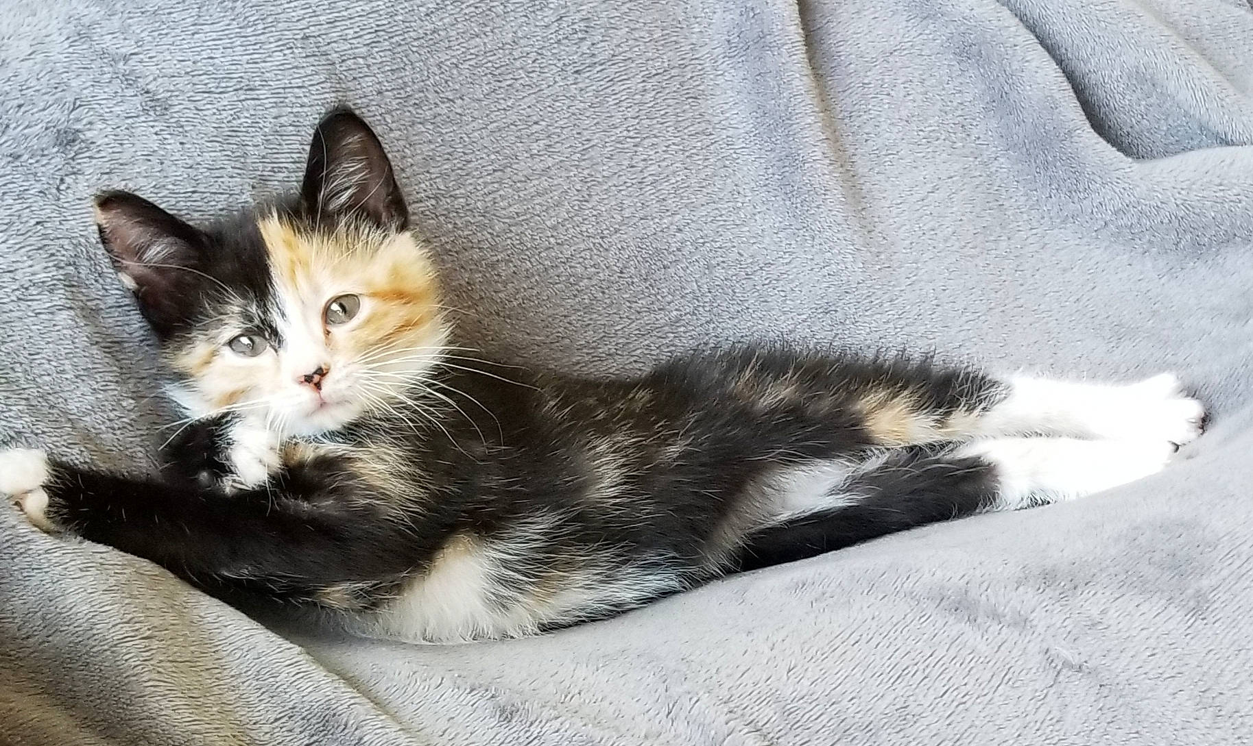 Cece joined the competition — help win amazing prizes! carnivore, cat, claw, comfort, domestic_short_haired_cat, felidae, foot, fur, grey, paw, small_to_medium_sized_cats, tail, whiskers, window