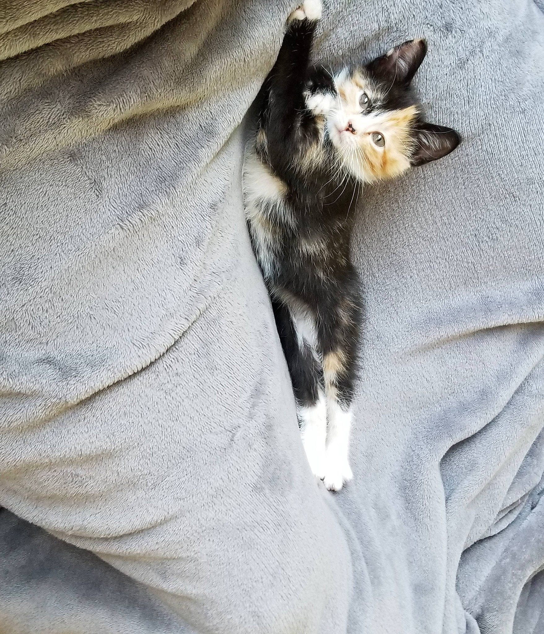 Cece is registered to the contest to win money with this photo: canidae, carnivore, cat, claw, comfort, domestic_short_haired_cat, felidae, foot, fur, grey, human_leg, paw, small_to_medium_sized_cats, snout, tail, whiskers