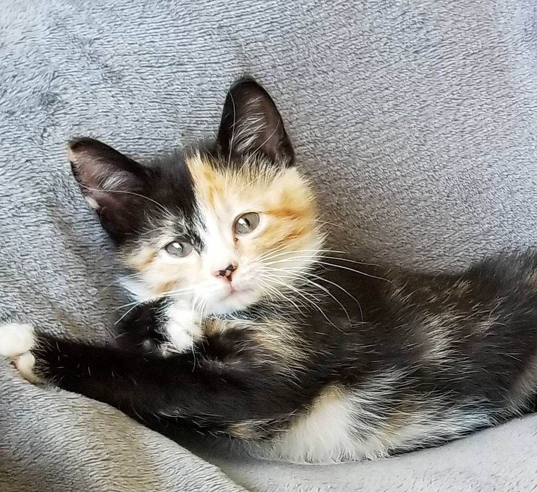 Cece