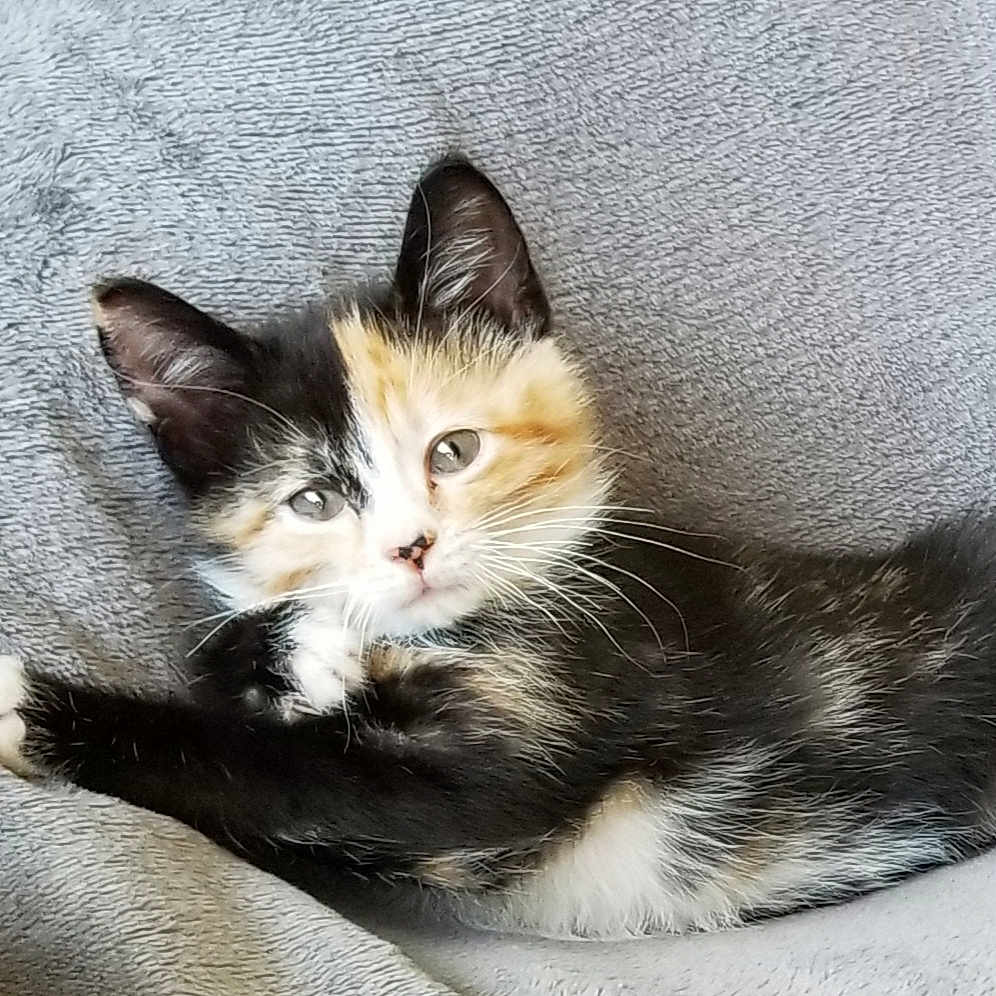 Cece