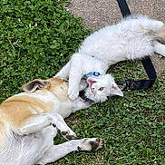 Furie participe au concours pour gagner de l'argent avec cette photo : cat, dog, grass, playful, pets, outdoor, leash, collar, white_cat, tan_dog, animal_interaction, playtime, nature, fur, paw, face, greenery, cute, funny, companions