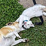 cat, dog, grass, playful, pets, outdoor, leash, collar, white_cat, tan_dog, animal_interaction, playtime, nature, fur, paw, face, greenery, cute, funny, companions
