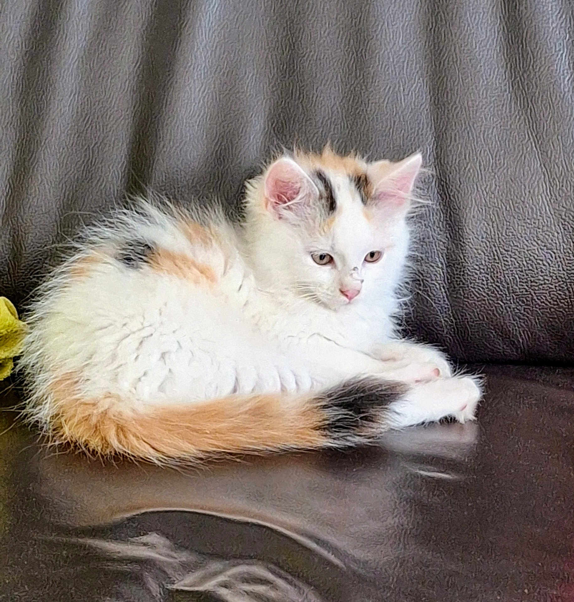 Furie participe au concours pour gagner de l'argent avec cette photo : kitten, calico, cat, feline, pet, animal, fluffy, fur, couch, leather, indoor, relaxed, small, cute, young, whiskers, ears, tail, pink_nose, sitting
