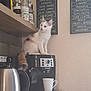 Furie participe au concours pour gagner de l'argent avec cette photo : cat, coffee_machine, kitchen, calico_cat, electric_kettle, coffee_cup, shelf, syrup_bottles, menu_board, wall, countertop, appliance, indoor, pet, curious, feline, domestic_animal, small_animal, white_cat, orange_cat