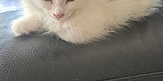 Furie participe au concours pour gagner de l'argent avec cette photo : kitten, cat, white_cat, fur, pet, animal, indoor, leather_chair, resting, cute, closeup, feline, young_animal, fluffy, small_animal, domestic_cat, black_leather, soft_light, relaxing, calm