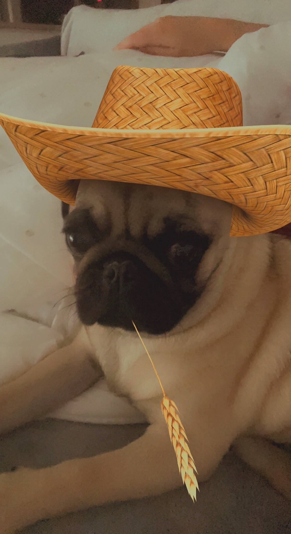 Stitch a rejoint le concours — aidez-le/la à gagner de superbes lots ! carnivore, comfort, companion_dog, costume_hat, cowboy_hat, dog, dog_breed, dog_collar, eyewear, fawn, fedora, glasses, hat, pug, snout, sun_hat, sunglasses, wood, working_animal, wrinkle