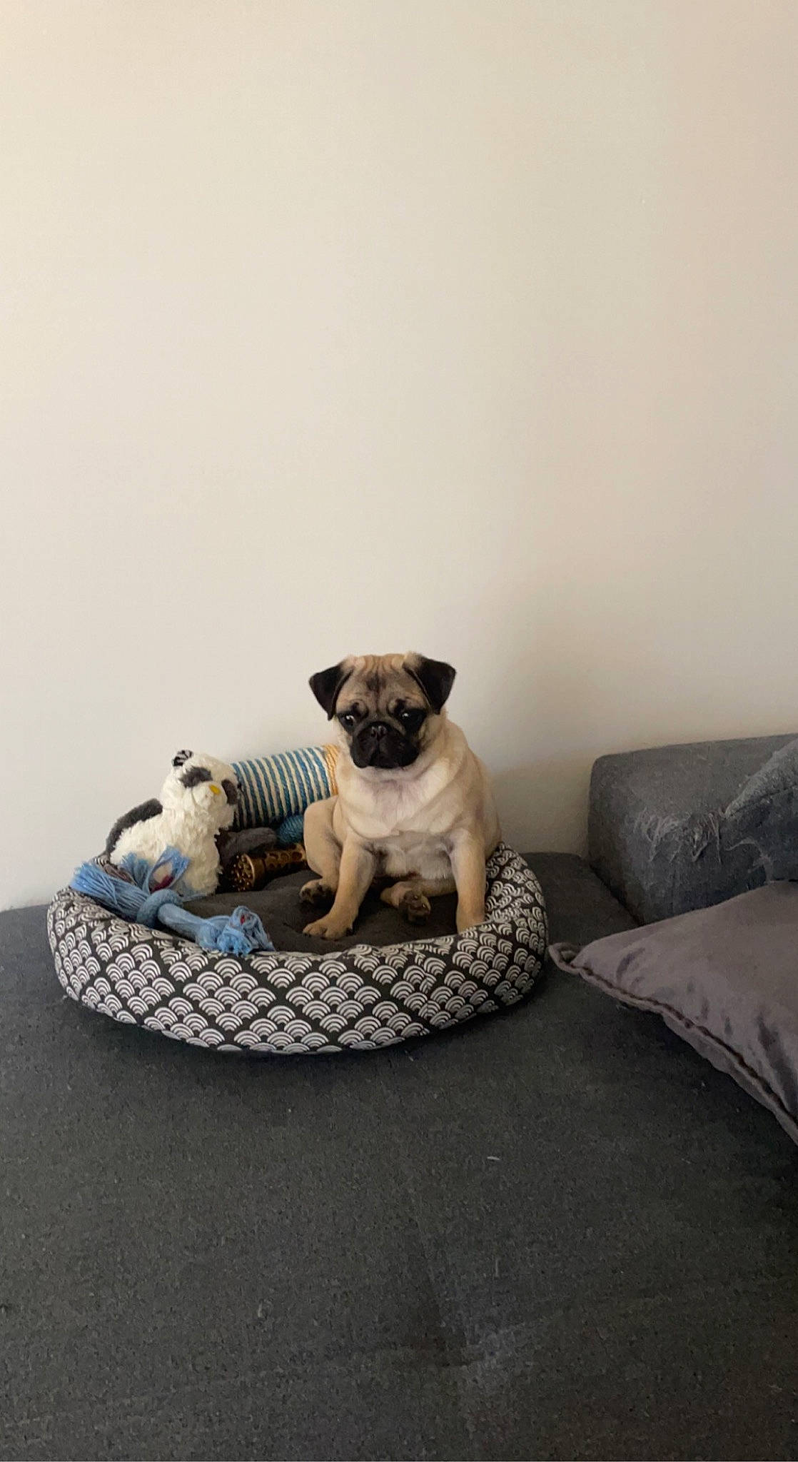 Stitch a rejoint le concours — aidez-le/la à gagner de superbes lots ! carnivore, comfort, companion_dog, couch, dog, dog_breed, dog_clothes, dog_supply, fawn, floor, flooring, grey, linens, pet_supply, pug, snout, sporting_group, tail, toy_dog, working_animal