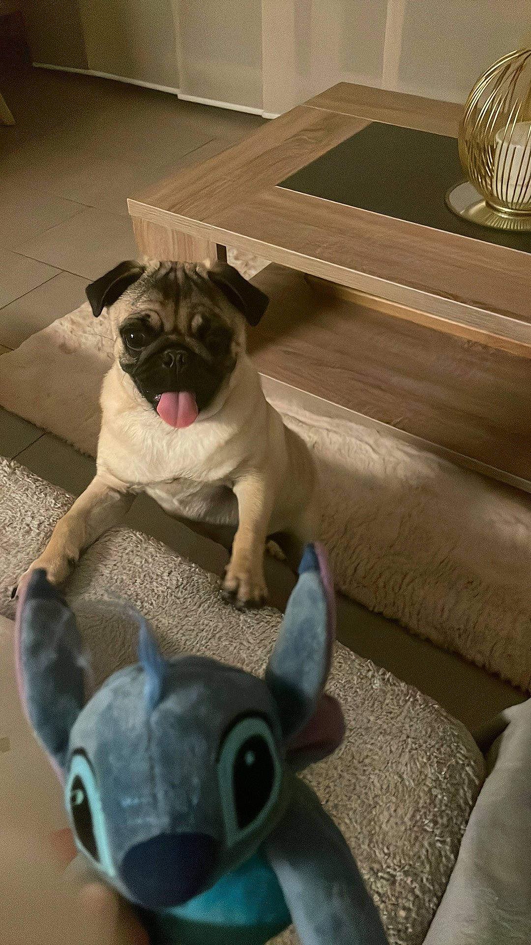 Stitch a rejoint le concours — aidez-le/la à gagner de superbes lots ! carnivore, companion_dog, couch, dog, dog_breed, fawn, flooring, hardwood, personal_protective_equipment, pug, snout, sporting_group, table, tableware, tail, toy, toy_dog, whiskers, working_animal, wrinkle