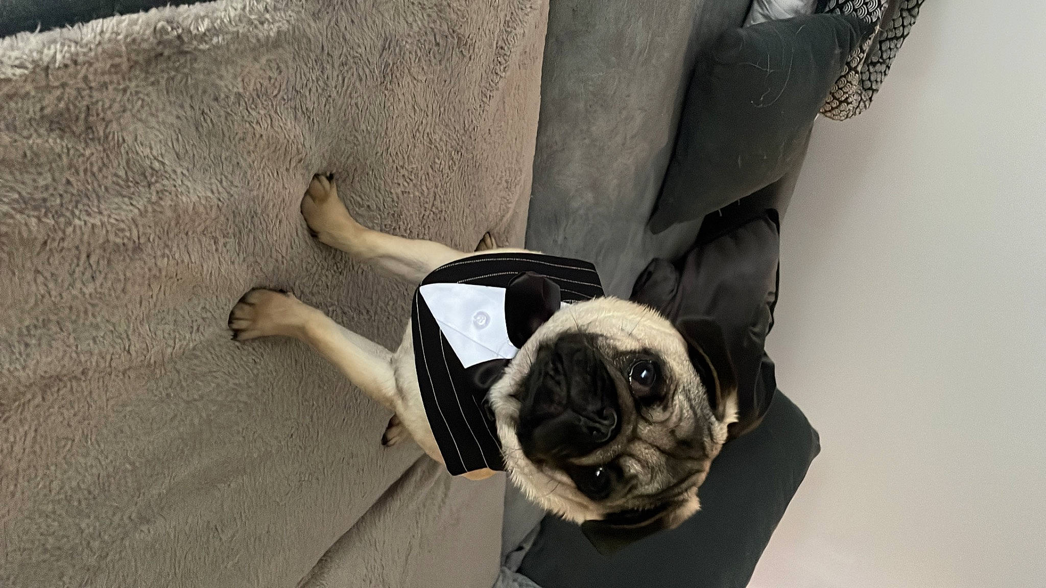 Stitch a rejoint le concours — aidez-le/la à gagner de superbes lots ! bag, canidae, carnivore, collar, companion_dog, dog, dog_breed, dog_collar, eyewear, fawn, leash, pet_supply, pug, snout, sporting_group, street_fashion, toy_dog, window, working_animal, wrinkle