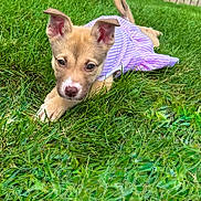 Peaches is registered to the contest to win money with this photo: puppy, dog, grass, outdoor, pet, animal, cute, young, canine, fur, ears, nose, dress, purple, green, nature, playful, lying, summer, daylight