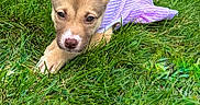 Peaches is registered to the contest to win money with this photo: animal, canine, cute, daylight, dog, dress, ears, fur, grass, green, lying, nature, nose, outdoor, pet, playful, puppy, purple, summer, young