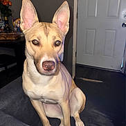 Peaches is registered to the contest to win money with this photo: alert, animal, brown, canine, companion, couch, dog, door, ears, flowers, food, fur, homedecor, house, indoor, looking, pet, sitting, snout, table