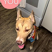 Peaches joined the competition — help win amazing prizes! dog, pet, indoor, floor, wooden_floor, kitchen, stove, colorful_sweater, tongue_out, happy, ears_up, animal, companion, cute, domestic, canine, friendly, flooring, appliance, love