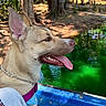 Peaches is registered to the contest to win money with this photo: dog, canine, pet, animal, portrait, profile, pointy_ears, open_mouth, panting, tongue, brown_fur, collar, harness, leash, pool, water, outdoor, trees, nature, sunlight