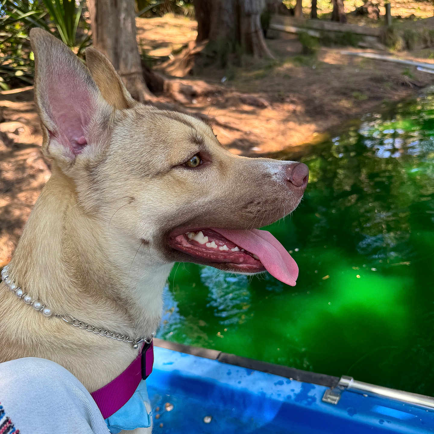 Peaches is registered to the contest to win money with this photo: dog, canine, pet, animal, portrait, profile, pointy_ears, open_mouth, panting, tongue, brown_fur, collar, harness, leash, pool, water, outdoor, trees, nature, sunlight