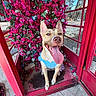 dog, pet, canine, tan_dog, blue_harness, open_mouth, tongue, pointed_ears, happy, smiling, portrait, standing, outdoor, bougainvillea, pink_flowers, red_door, doorway, garden, sunlight, pavement