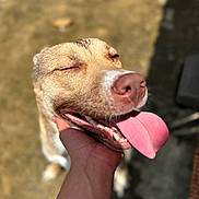 Peaches joined the competition — help win amazing prizes! dog, pet, animal, close_up, portrait, smiling, happy, tongue, pink_tongue, sunlight, outdoor, brown_fur, short_hair, nose, teeth, squinting, human_hand, playful, funny, photography