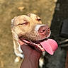 dog, pet, animal, close_up, portrait, smiling, happy, tongue, pink_tongue, sunlight, outdoor, brown_fur, short_hair, nose, teeth, squinting, human_hand, playful, funny, photography