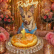 Peaches is registered to the contest to win money with this photo: balloons, birthday_cake, birthday_candle, blue_clothing, cake_stand, celebration, decorations, dog, festive, flowers, golden, indoor, neon_sign, number_one, party, pet, pink, roses, sparkles, table