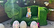 Peaches is registered to the contest to win money with this photo: animal, bunny_shaped_couch, costume, cute, decorative_eggs, dog, easter_eggs, festive, flower_pots, garden, grass_couch, greenery, leash, outdoor, pet, playful, sitting, spring, sunlight, wooden_fence