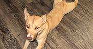 Peaches joined the competition — help win amazing prizes! dog, tan_dog, pet, animal, lying_down, sprawled, playful, funny_pose, pointed_ears, long_legs, brown_nose, looking_at_camera, indoor, wooden_floor, floor, home, flash_photography, full_body, relaxed, portrait