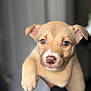 Peaches joined the competition — help win amazing prizes! puppy, dog, close_up, tan_coat, cute, pet, animal, young, face, ears, nose, whiskers, paw, indoor, blurred_background, holding, person, soft_light, portrait, adorable