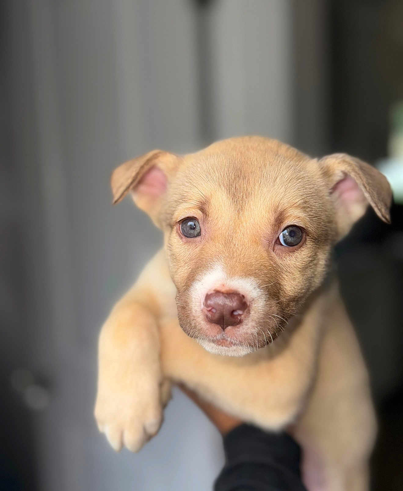 Peaches joined the competition — help win amazing prizes! puppy, dog, close_up, tan_coat, cute, pet, animal, young, face, ears, nose, whiskers, paw, indoor, blurred_background, holding, person, soft_light, portrait, adorable