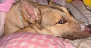 Peaches is registered to the contest to win money with this photo: dog, pet, sleeping, resting, bed, blanket, pink_blanket, plush_toy, collar, indoors, bedroom, cozy, relaxed, portrait, close_up, animal, fur, ears, snout, flash_photography