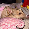 Peaches is registered to the contest to win money with this photo: dog, pet, sleeping, resting, bed, blanket, pink_blanket, plush_toy, collar, indoors, bedroom, cozy, relaxed, portrait, close_up, animal, fur, ears, snout, flash_photography